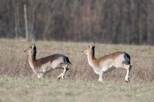 maggese Cervi mentre in esecuzione foto