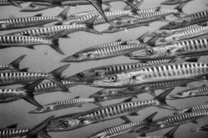 all'interno di una scuola di barracuda in bianco e nero foto