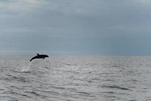 delfino salto nel il in profondità blu mare foto