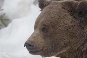 un' nero orso Marrone grizzly nel il neve sfondo foto