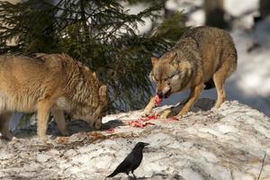 lupo mangiare nel il neve foto