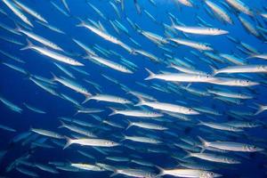 dentro Barracuda scuola di pesce subacqueo foto