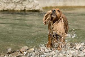 inglese cocker spaniel cane mentre spremitura foto