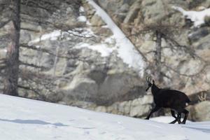 camoscio cervo nel il neve sfondo foto