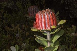 australia cespuglio flora flora dettaglio fiore di banksia foto