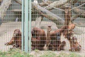 in gabbia orangutan scimmia vicino su ritratto foto