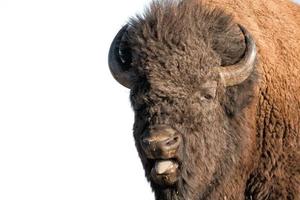 bufalo bisonte nel Yellowstone isolato su bianca foto