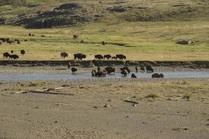 bufalo bisonte nel lamar valle Yellowstone foto