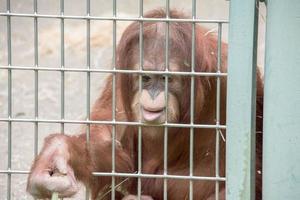 in gabbia orangutan scimmia vicino su ritratto foto