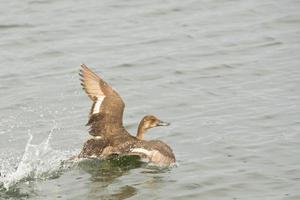 un' anatra mentre volante a partire dal acqua foto