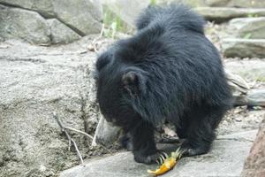 bradipo nero asiatico orso foto