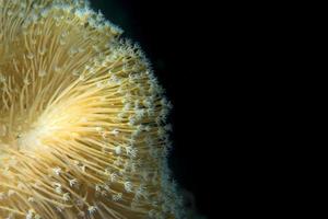 un' colorato bianca corallo macro nel cebu Filippine foto