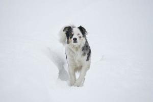 blu con gli occhi cane su il neve sfondo foto