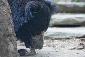 bradipo nero asiatico orso foto