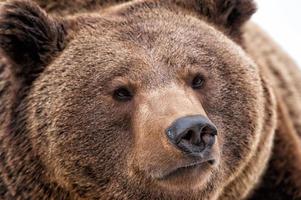 orso ritratto su il neve guardare a voi foto