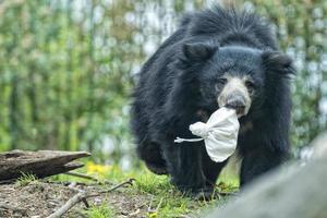 bradipo nero asiatico orso foto