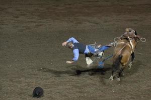 un' mucca ragazzo giocando il rodeo fuggi fuggi foto