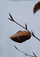 foglia marrone nella stagione autunnale, foglie d'autunno foto