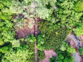 fuco tiro di mangrovia su mahe isola, vecchio di legno ponte foto