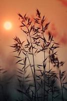 piante da fiore secco e tramonto in natura foto