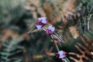 fiori selvatici in natura foto