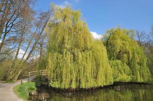 pianto salice albero --salix babylonica: inferiore Reno regione, Germania foto