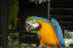 animale domestico. colorato pappagallo in piedi su un' legna nel il giardino a casa foto