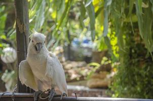 bianca pappagalli allevato nel il giardino a casa all'aperto. foto