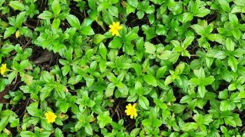 fioritura giallo fiore carino floreale erba sfondo foto