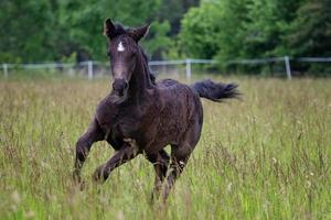 in esecuzione puledro nel primavera prato, nero cavallo foto