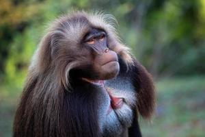 alfa maschio di gelada babbuino - teropiteco gelatina, bellissimo terra primate foto