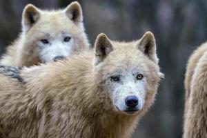 artico lupi, anche conosciuto come il bianca lupo o polare lupo foto