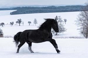 frisone stallone in esecuzione nel inverno campo. nero frisone cavallo corre galoppo nel inverno. foto