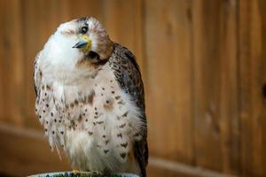 lanario falco, falco biarmicus uccello di preda ritratto foto