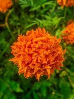 arancia calendula fiori. Questo fiore ha il senso di bellezza, ricchezza, fama, e calore foto