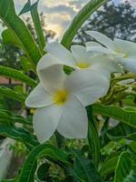 frangipani fiori siamo bianca con un' bellissimo giallo centro e un' bellissimo specie di plumeria pudica foto