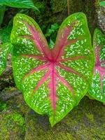 ornamentale taro impianti siamo adatto per decorare giardini e le case, ornamentale patate dolci siamo un' gruppo di impianti a partire dal il genere caladium foto