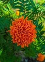 arancia calendula fiori. Questo fiore ha il senso di bellezza, ricchezza, fama, e calore foto