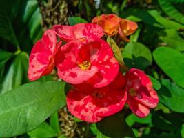 euforbia o corona di spine è un ornamentale pianta spesso trovato come decorazione nel il casa pagina. Questo pianta ha fiori con bellissimo colori, e il steli siamo pieno con spine foto