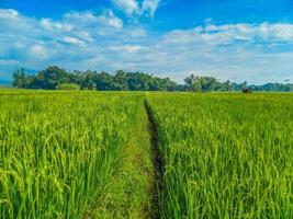 tradizionale riso agricoltura paesaggio di riso i campi e blu cielo. foto