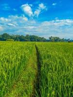 tradizionale riso agricoltura paesaggio di riso i campi e blu cielo. foto