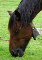 un ritratto di cavallo marrone nel prato foto