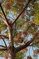 albero fruttuoso nei colori verde, marrone e giallo foto