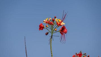 barbados orgoglio, nano poinciana, fiore recinto fioritura nel il giardino foto