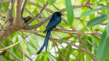 nero drongo arroccato su albero foto