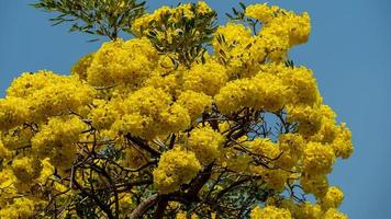 giallo tromba albero fioritura nel natura foto