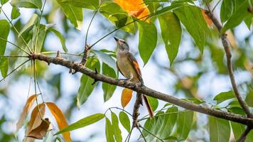 piccolo minivet arroccato su albero foto