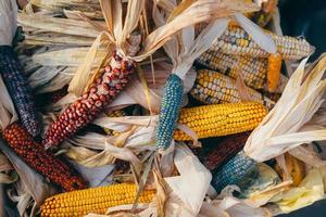 colorato pannocchie di ornamentale Mais menzogna lato di lato foto