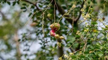 manila tamarindo fioritura su albero foto