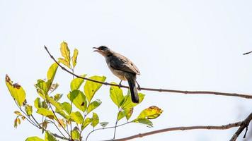 dalle orecchie striate bulbul arroccato su albero foto